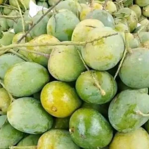 Himsagar Mango-20 kg