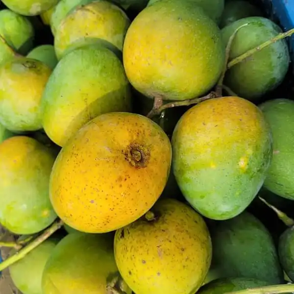 Mango